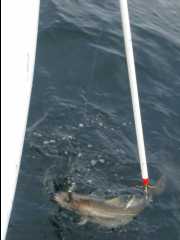 Cod Fishing40